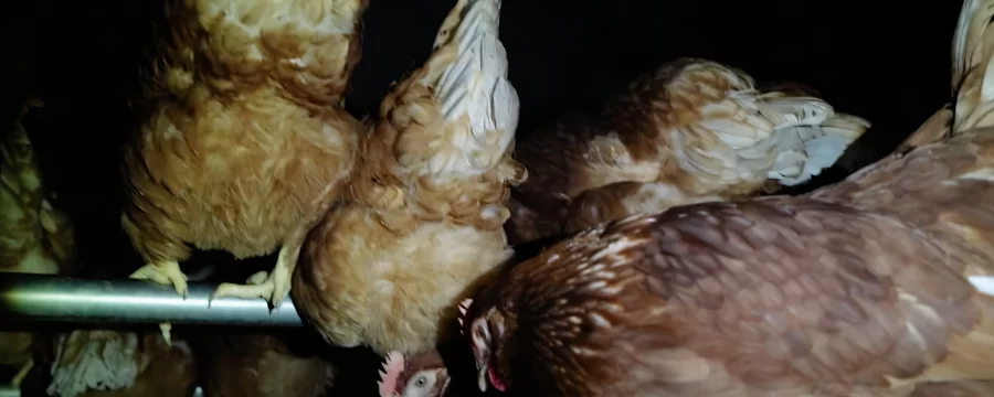 Hens in a free range shed